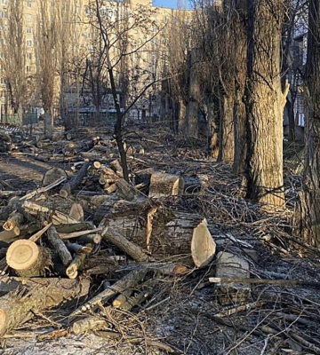 На проспекті Миру у Миколаєві незаконно зрубали п’ять тополь