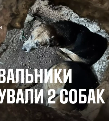 У Чернівцях рятувальники ДСНС визволили двох «хвостиків» з підступної пастки