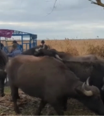 12 водяних буйволів випустили на Білгородському острові на Одещині