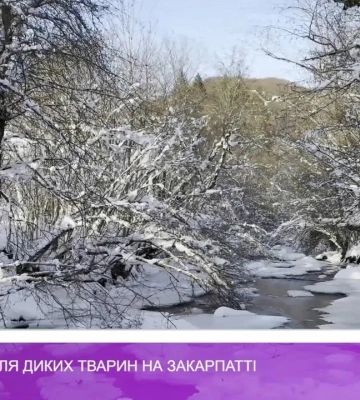 Підгодівля диких тварин на Закарпатті (відео)