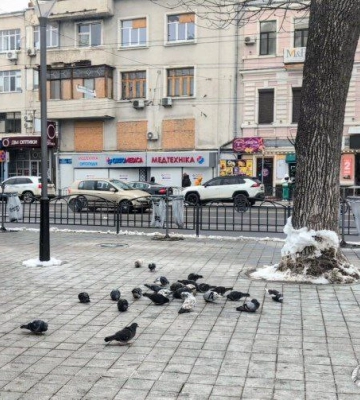 Подкармливать голубей в Харькове не советует биолог (видео)
