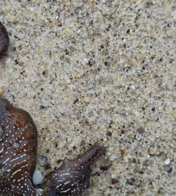 На одесские пляжи выбросило сотни мертвых морских коньков: что случилось