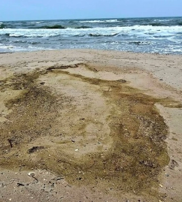 Олія, яка потрапила до Одеської затоки наприкінці грудня, мігрувала до Білгород-Дністровського району