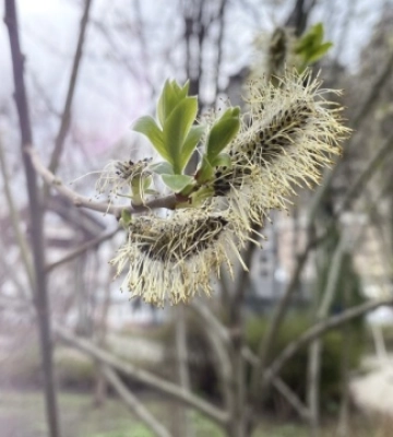 В Киеве наступила метеорологическая весна