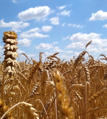 На ринку почали формуватись ціни на пшеницю врожаю 2026