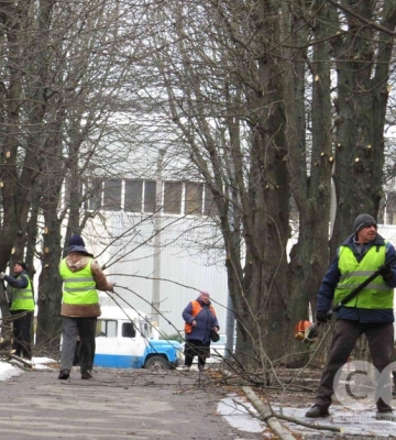 На Студентському бульварі у Кропивницькому обрізають дерева 