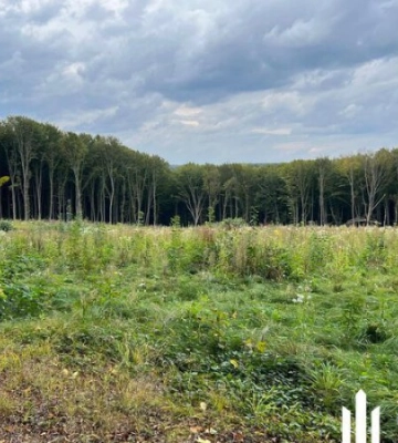 На Тернопільщині керівників лісгоспу підозрюють у незаконних рубках на 56 млн грн