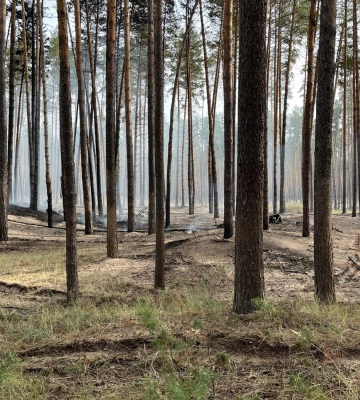 Землю лісового фонду Черкащини, яку приєднали до сільської території, повертають державі
