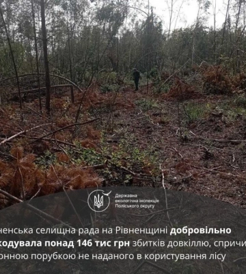 Ліс «поза касою»: на Волині виявили незаконну порубку дерев