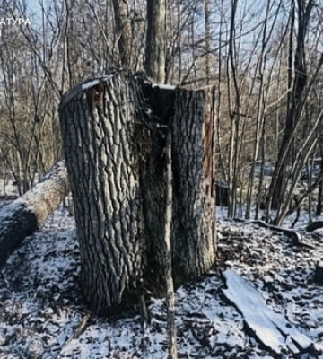 На Волині судитимуть лісівника за «голі» гектари у нацпарку