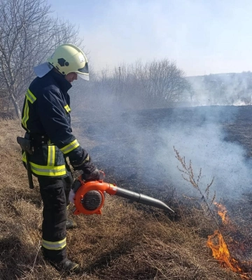 На Волині через суд захистили від вирубки 35 гектарів самосійного лісу