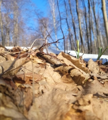 На Волині через суд захистили від вирубки 35 гектарів самосійного лісу