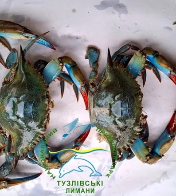 Чорне море після лютневих штормів принесло до берегів Одещини десятки рідкісних блакитних крабів