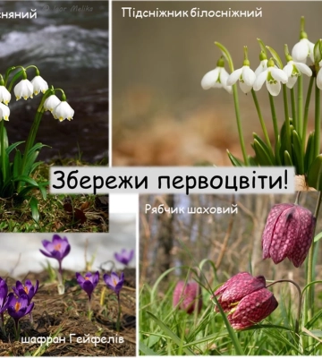 До 3655 гривень штрафу за букет. На Львівщині посилюють контроль за продажем первоцвітів
