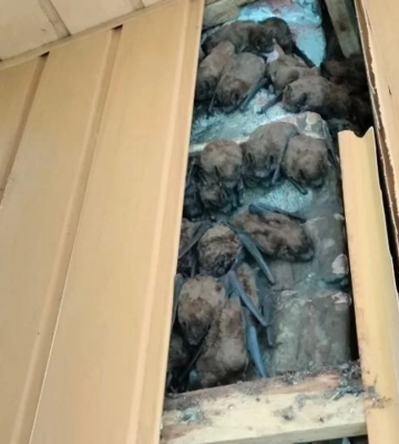 У Харкові під обшивкою балкона багатоповерхівки виявили понад 900 кажанів, які зимували там кілька років