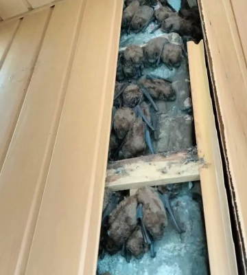 У Харкові під обшивкою балкона багатоповерхівки виявили понад 900 кажанів, які зимували там кілька років