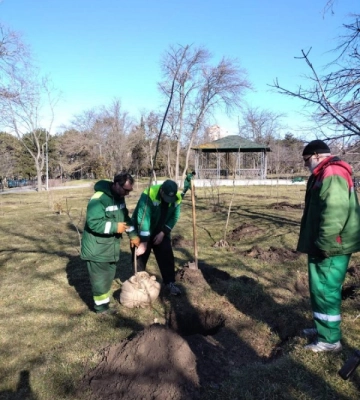 В Одесі з початку року комунальники висадили близько трьохсот дерев
