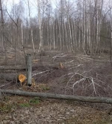 Скандал на Волині: у нацпарку незаконно зрубали 362 дерева 