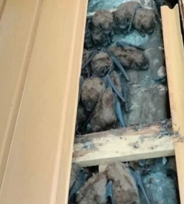 В обшивці балкону в Харкові роками зимувало 900 кажанів