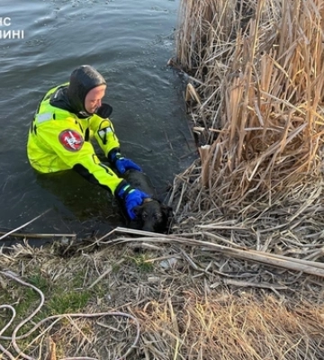 Наляканий у крижаній воді: у Нововолинську врятували собаку