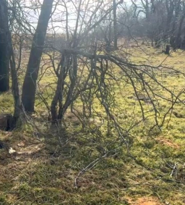 У лісосмузі в Одеській області виявили незаконну вирубку понад сотні дерев