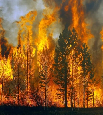 Дим видно у Києві: у Вишгородському районі спалахнула масштабна пожежа (відео)
