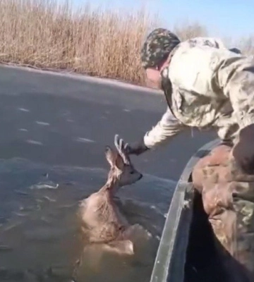 На Полтавщині рибоохоронці врятували знесилену козулю з води