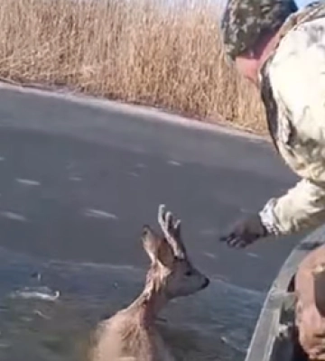 На Полтавщині рибоохоронці врятували козулю з водосховища