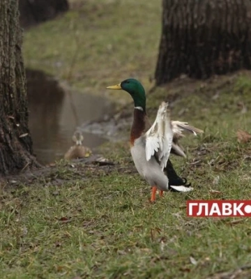 В Україні місцями дощитиме: погода на 17 березня