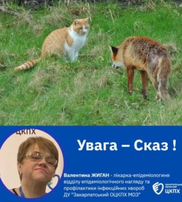 Масовий сказ на Закарпатті: смертельний вірус виявлено у містах, ліків не існує