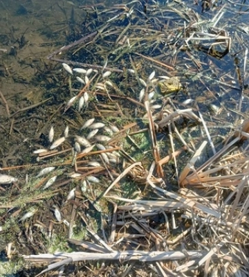 Масовий мор риби: у ставку на Волині виявили майже пів тисячі мертвих щук та пліток