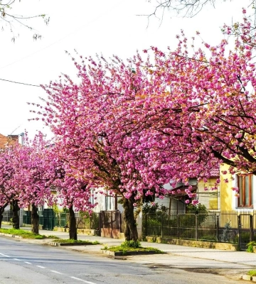 Коли розквітнуть сакури в Ужгороді та що ще варто подивитися у місті