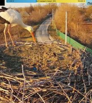 У гніздо на Полтавщині повернувся молодий лелека