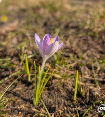 Потепление — скоро: прогноз погоды в Харькове и области на 24 марта