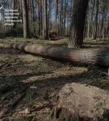 На Волині викрили незаконну вирубку сосен: відкрито кримінальне провадження 