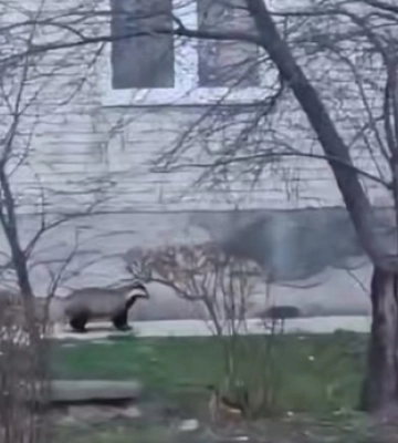 Серед міста на Волині помітили дикого звіра (відео)
