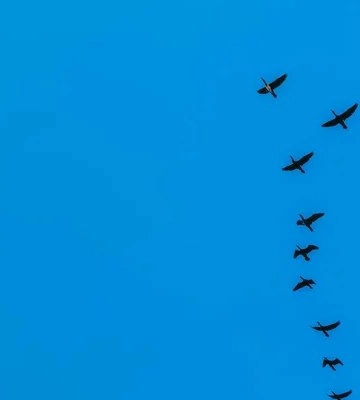 На Одещині помітили червонокнижних сірих журавлів на шляху до Полісся