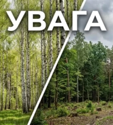 Березовий сік Закарпаття: як добути 40 літрів з дерева без шкоди для лісу