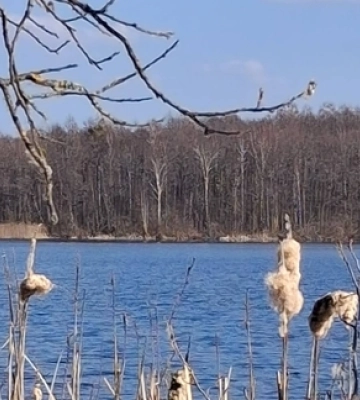 Показали неймовірні краєвиди мальовничого озера на Волині, у якому водиться багато риби