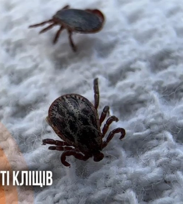 Понад десяток кліщів на пів кілометра: у відпочинкових зонах Рівного виявляють паразитів (ВІДЕО)