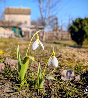 Потеплішає до +17: прогноз погоди по Харкову та області на 26 березня