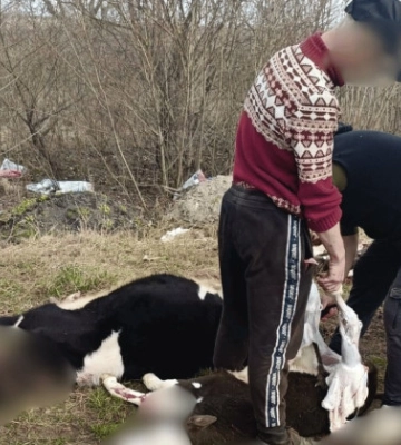 Небезопасное мясо не попадет на стол – в Тернопольской области раскрыли подпольный убой животных