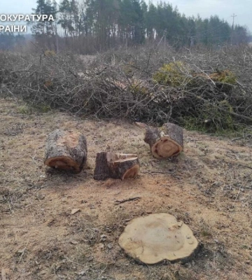 На Рівненщині ліснича організувала незаконну вирубку саду на території лісового господарства    