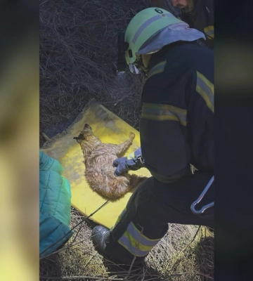 Двух собак спасли из охваченного огнем дома в Харькове (видео)