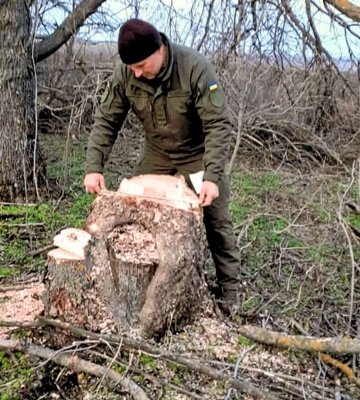 На Миколаївщині виявлено незаконну порубку ясена: збитки перевищили 26 тис. грн