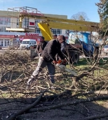 У місті на Волині зрубають понад 100 аварійних дерев