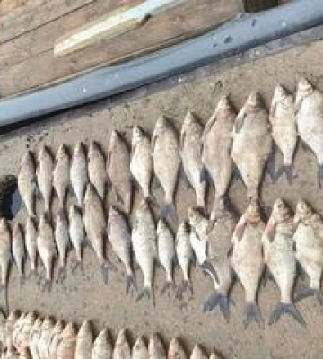 На Полтавщині браконьєр наловив риби на понад мільйон гривень