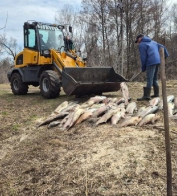 У Мені на Чернігівщині зафіксували масову загибель риби
