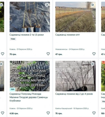 Ожина, малина та смородина: скільки коштують саджанці кущових ягід на Волині?