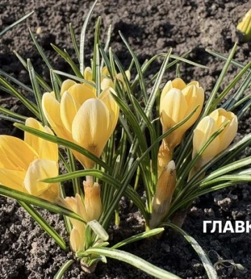 Аномальний березень у Києві: встановлено погодний рекорд, якого не було 135 років